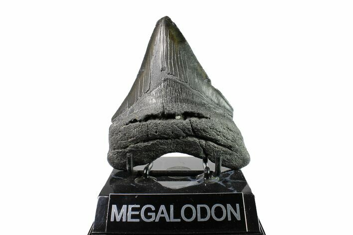 Fossil Megalodon Tooth - South Carolina #153829